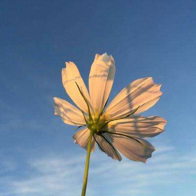 开元棋脾官方网站·官方网站