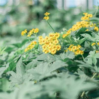 亚搏APP·官方网站