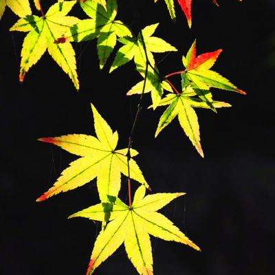 澳门新葡澳京下载手机版